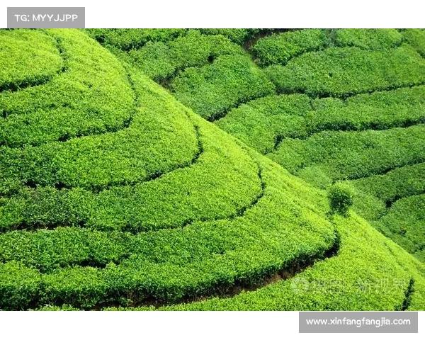 高地红石榴种植技巧全面解析及日常养护要点详解