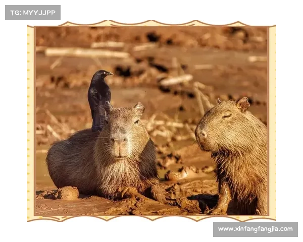 神秘神兽森林探险全攻略：揭开古老传说与奇幻生物的面纱